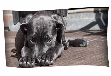 Mein Tuch-Hund